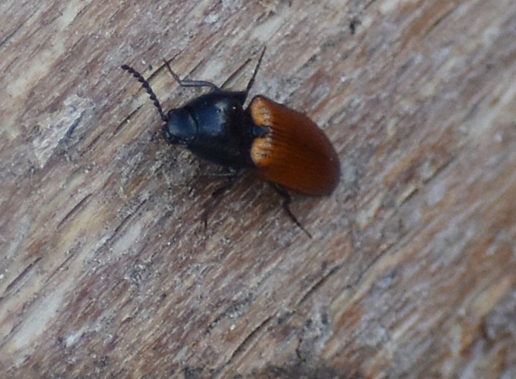 Elateridae: quale Ampedus? A. nigroflavus